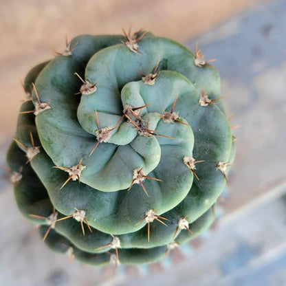 Cereus forbesii Spiralis - Spiral Cactus - Rooted