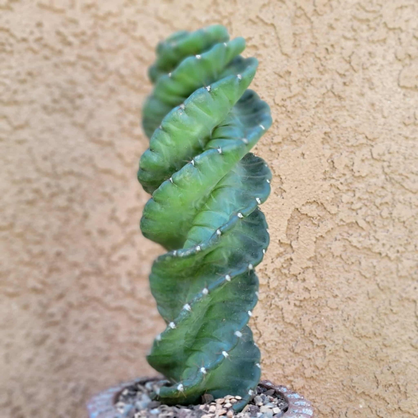 Cereus forbesii Spiralis - Spiral Cactus - Rooted