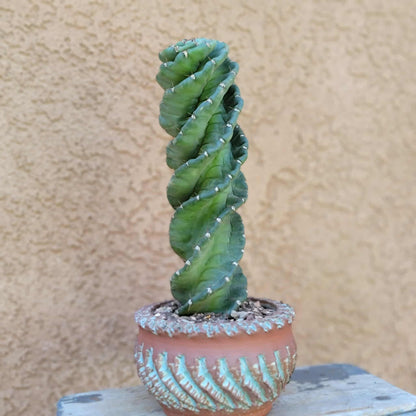 Cereus forbesii Spiralis - Spiral Cactus - Rooted