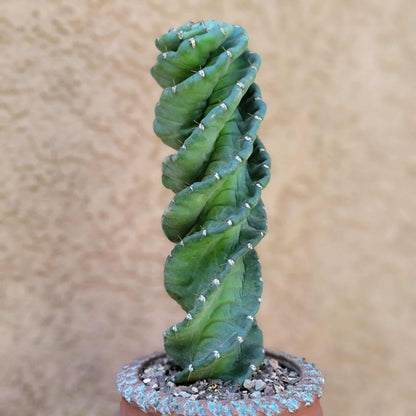 Cereus forbesii Spiralis - Spiral Cactus - Rooted