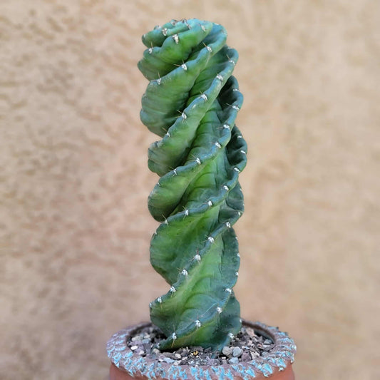 Cereus forbesii Spiralis - Spiral Cactus - Rooted