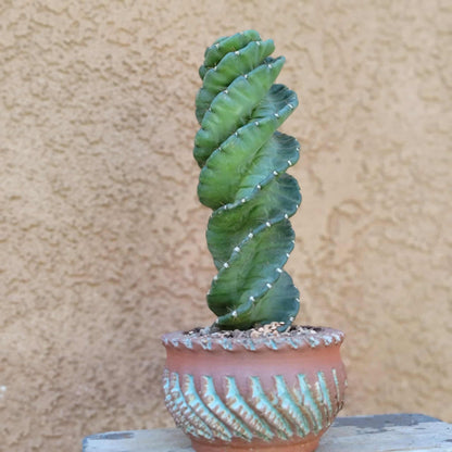 Cereus forbesii Spiralis - Spiral Cactus - Rooted