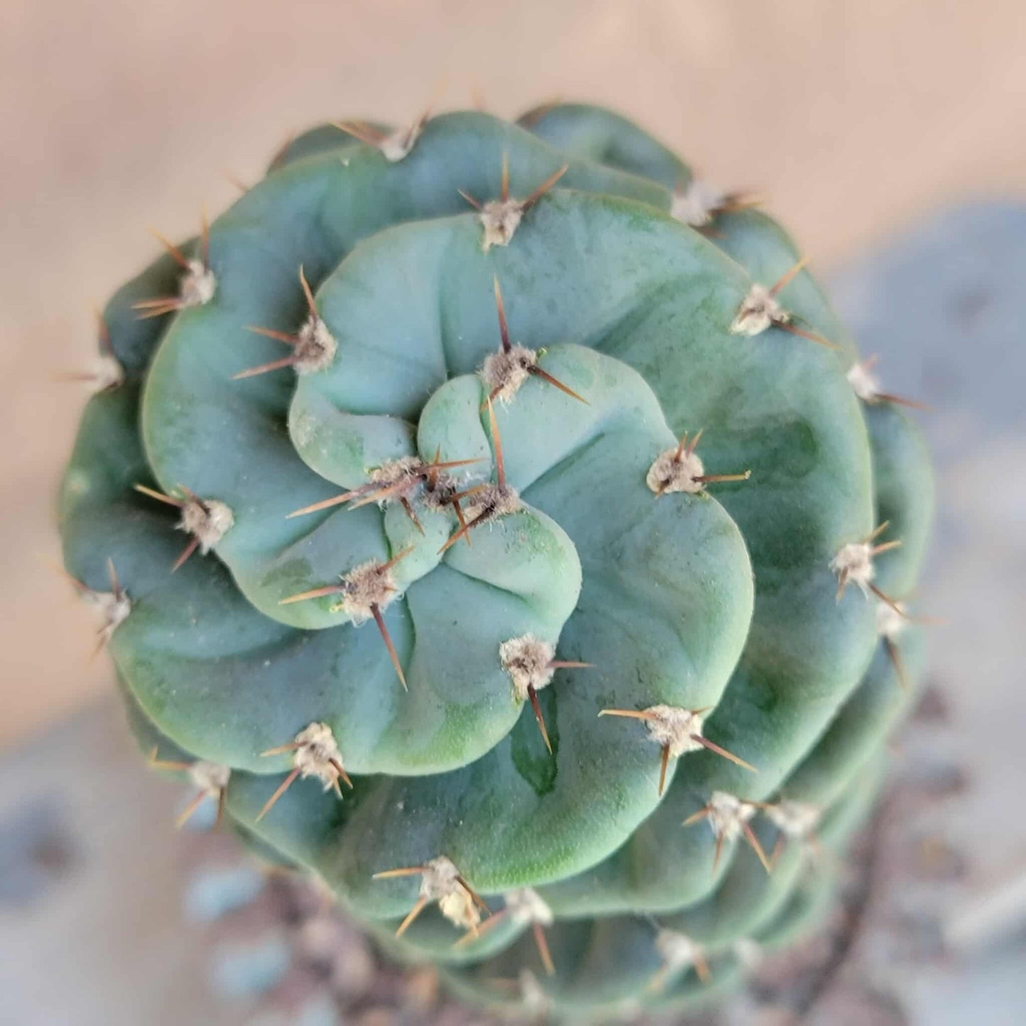 Cereus forbesii Spiralis - Spiral Cactus - Rooted