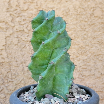 Cereus forbesii Spiralis - Spiral Cactus - Rooted
