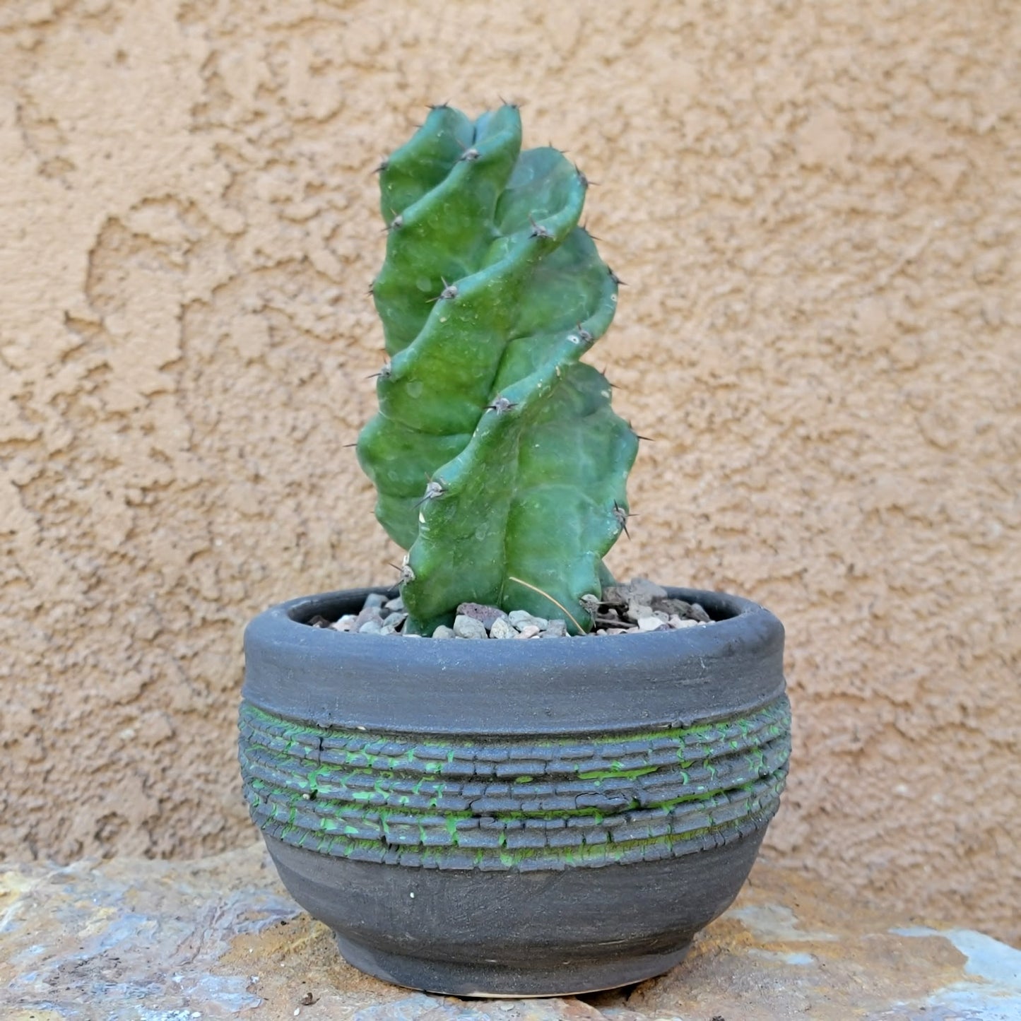 Cereus forbesii Spiralis - Spiral Cactus - Rooted