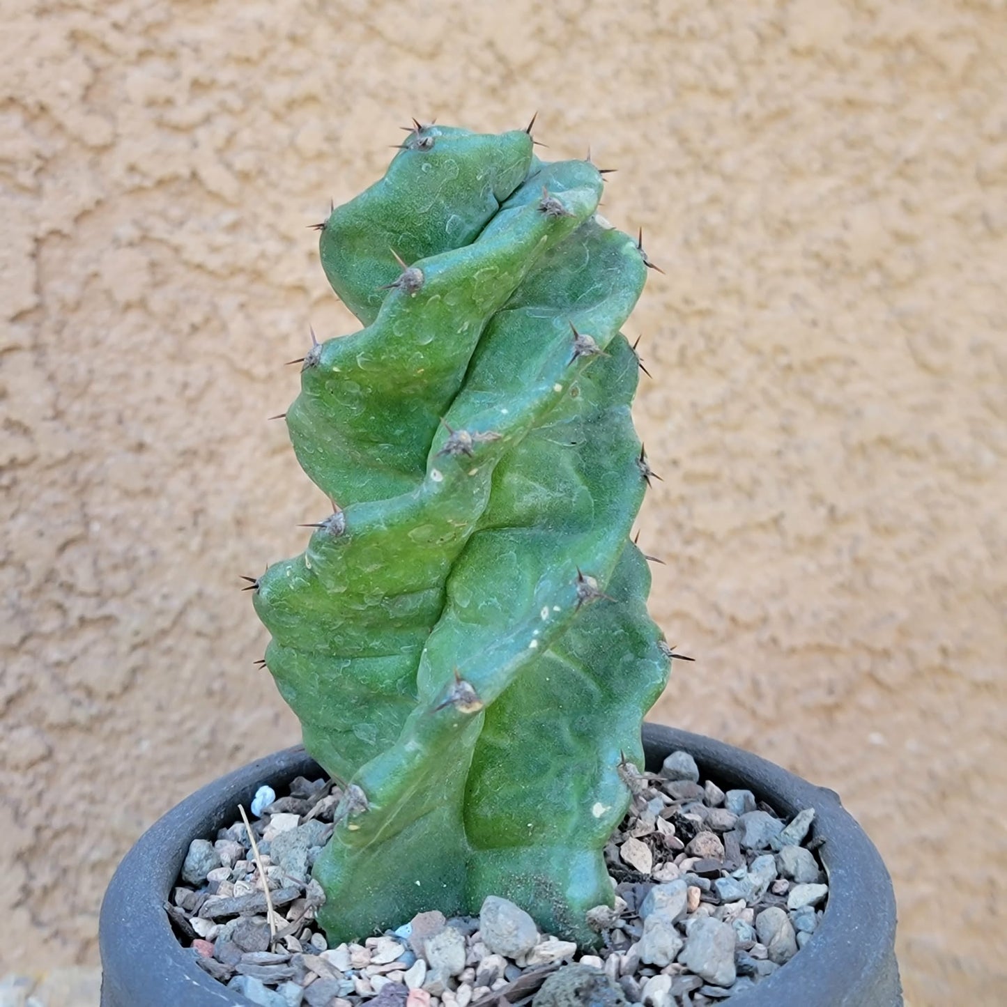 Cereus forbesii Spiralis - Spiral Cactus - Rooted collector cactus specimen
