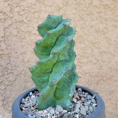 Cereus forbesii Spiralis - Spiral Cactus - Rooted collector cactus specimen