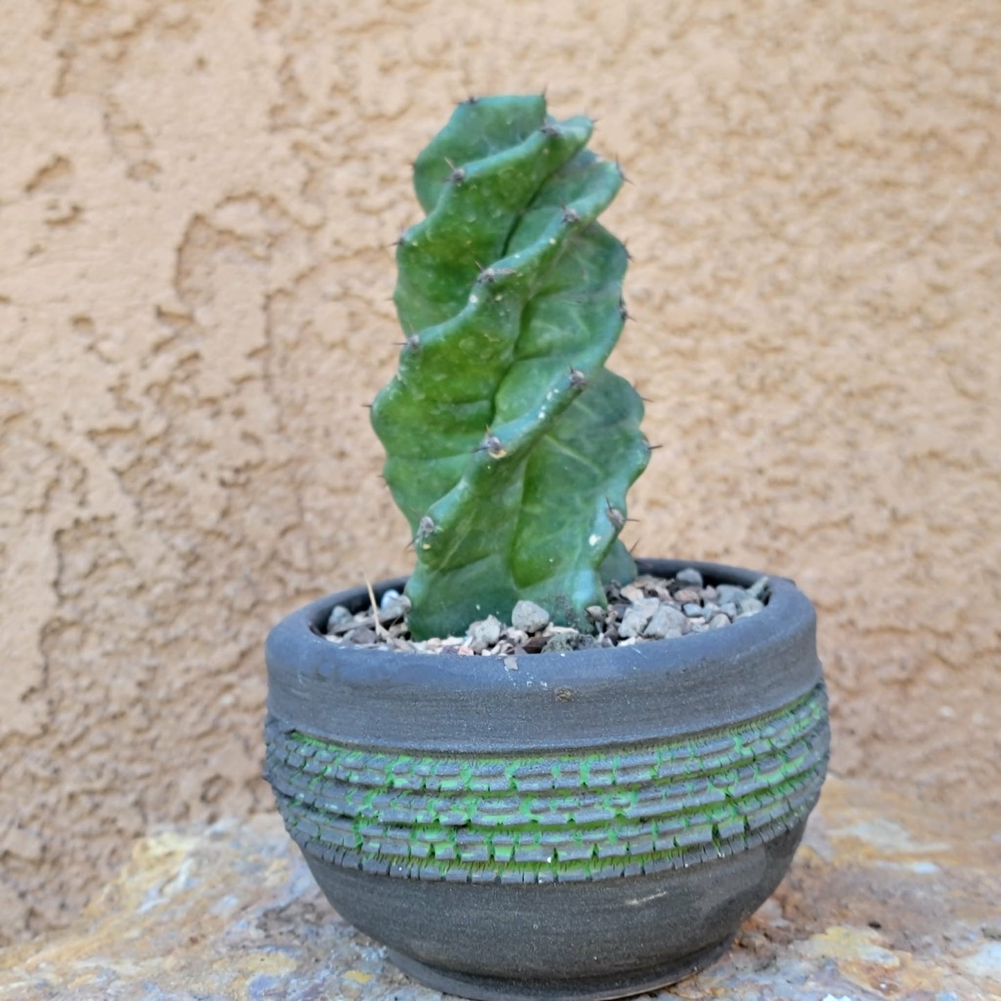 Cereus forbesii Spiralis - Spiral Cactus - Rooted