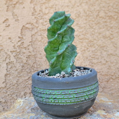 Cereus forbesii Spiralis - Spiral Cactus - Rooted