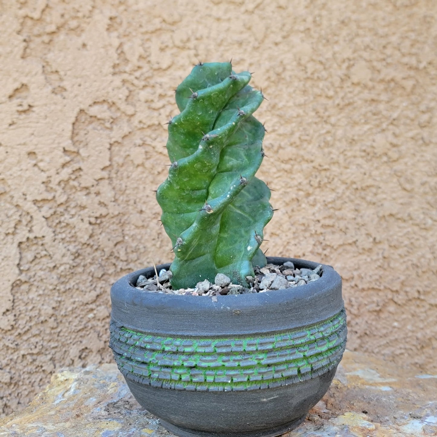 Cereus forbesii Spiralis - Spiral Cactus - Rooted