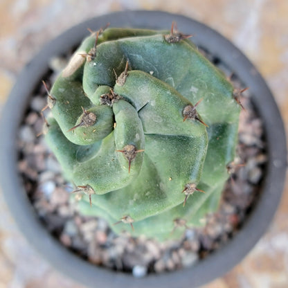 Cereus forbesii Spiralis - Spiral Cactus - Rooted