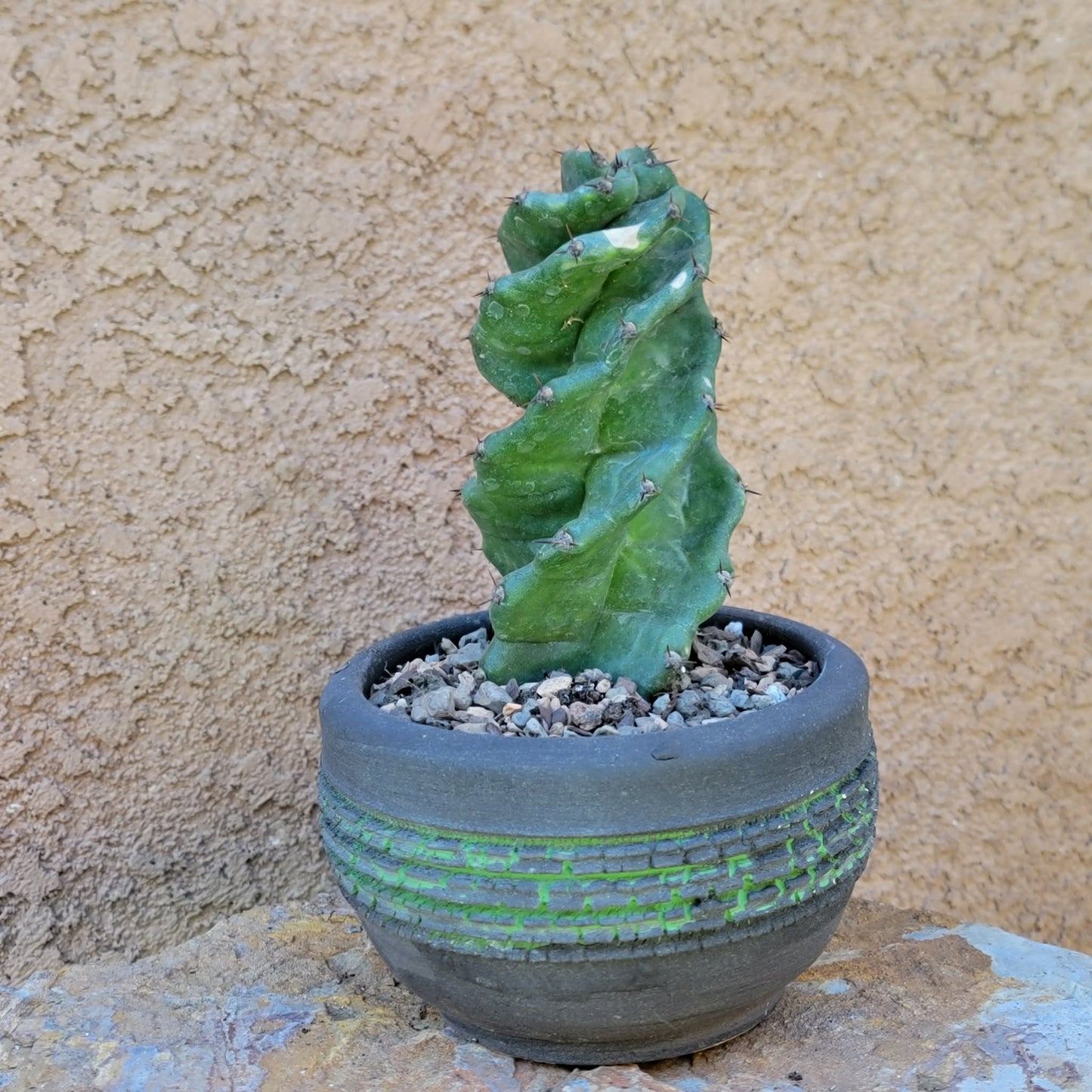 Cereus forbesii Spiralis - Spiral Cactus - Rooted