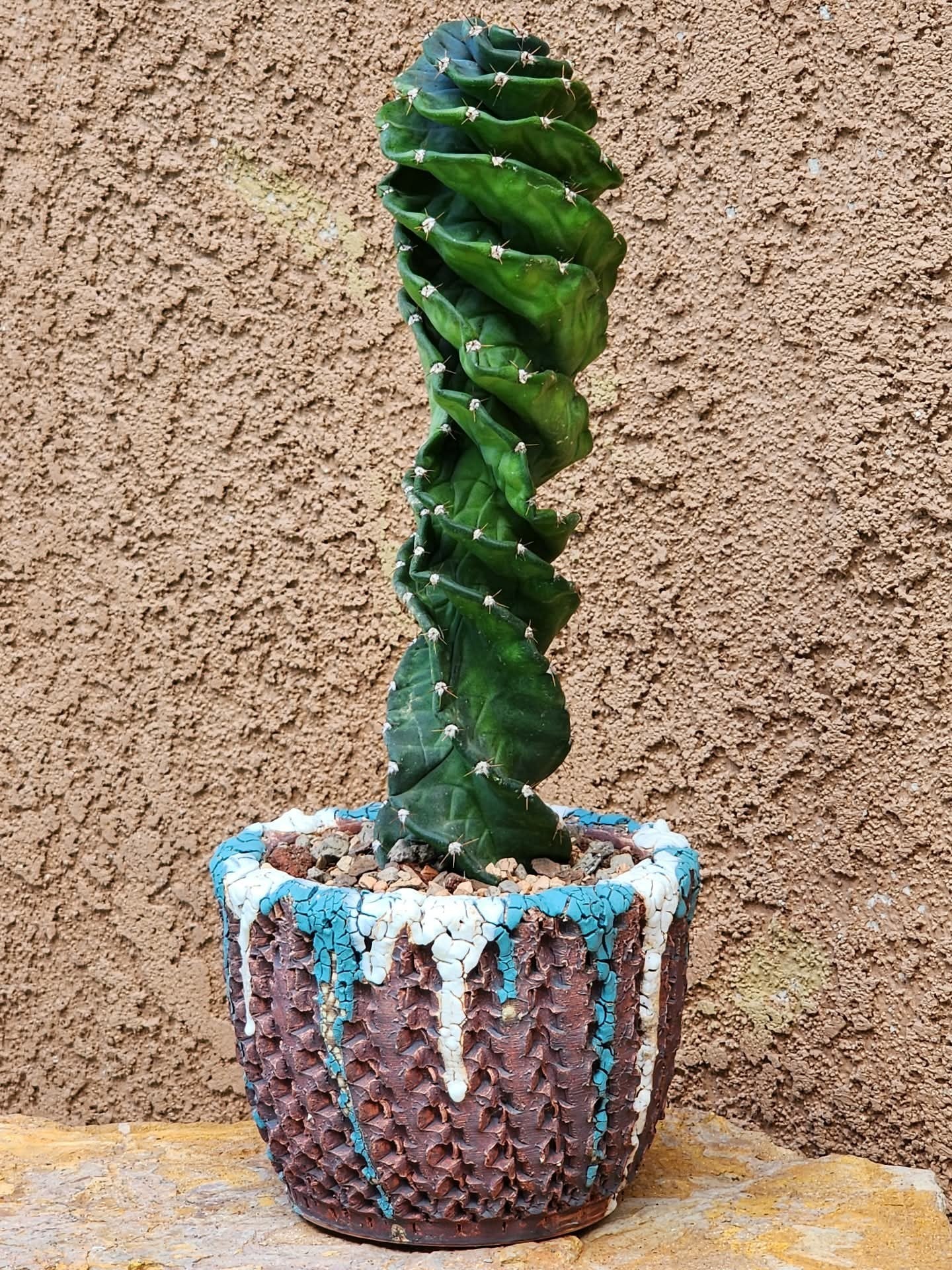Cereus forbesii Spiralis - Spiral Cactus - Rooted