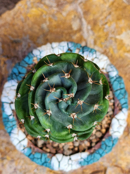 Cereus forbesii Spiralis - Spiral Cactus - Rooted