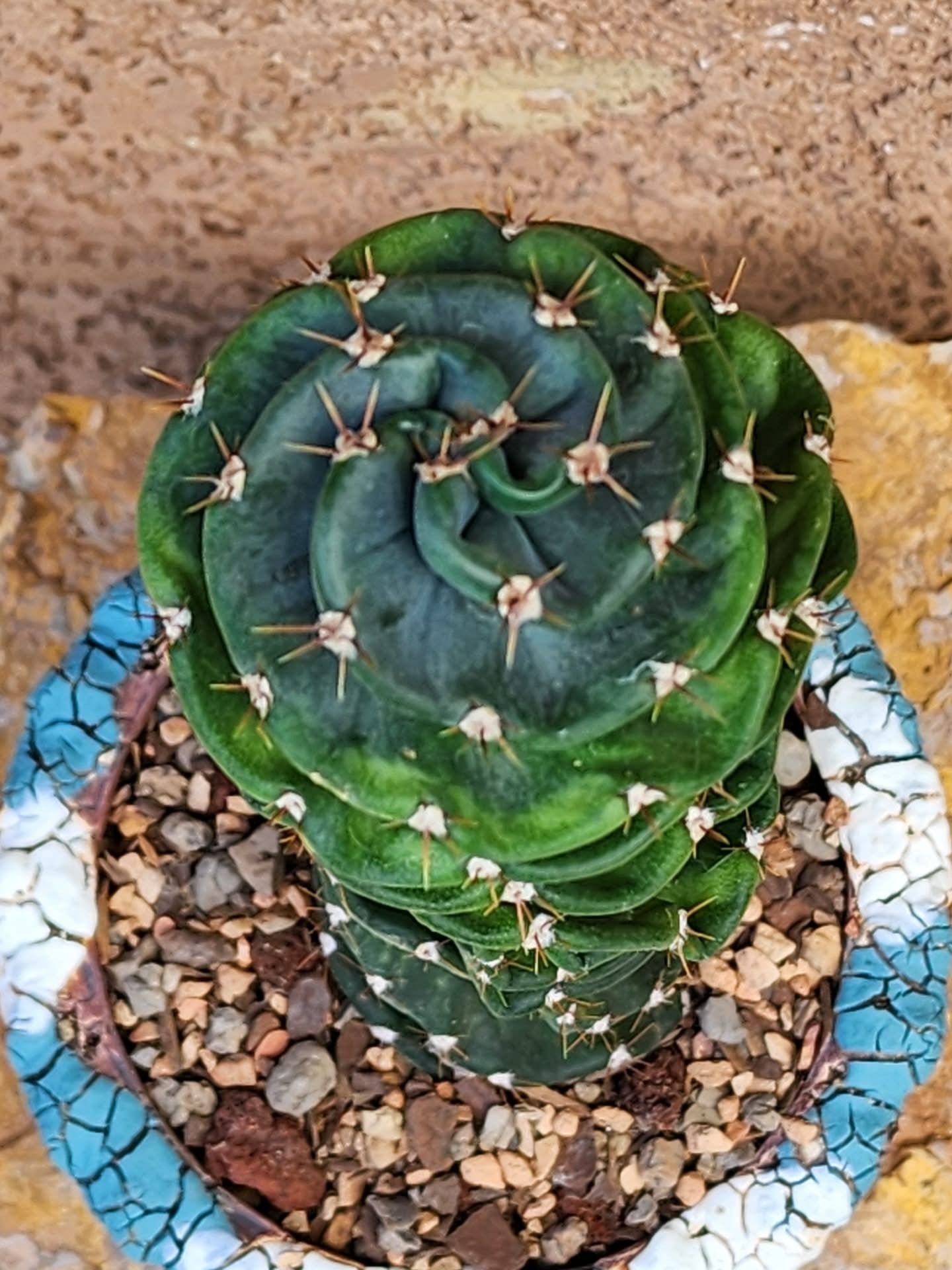 Cereus forbesii Spiralis - Spiral Cactus - Rooted