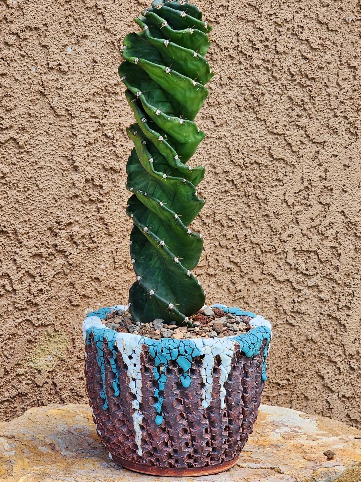 Cereus forbesii Spiralis - Spiral Cactus - Rooted