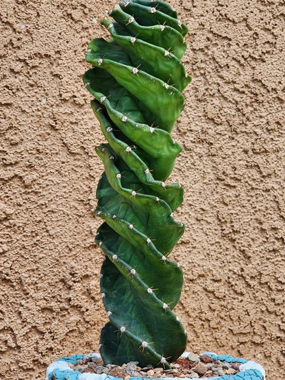 Cereus forbesii Spiralis - Spiral Cactus - Rooted collector cactus specimen