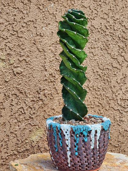 Cereus forbesii Spiralis - Spiral Cactus - Rooted