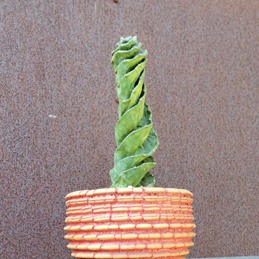 Cereus forbesii 'Spiralis' - Spiral Cactus