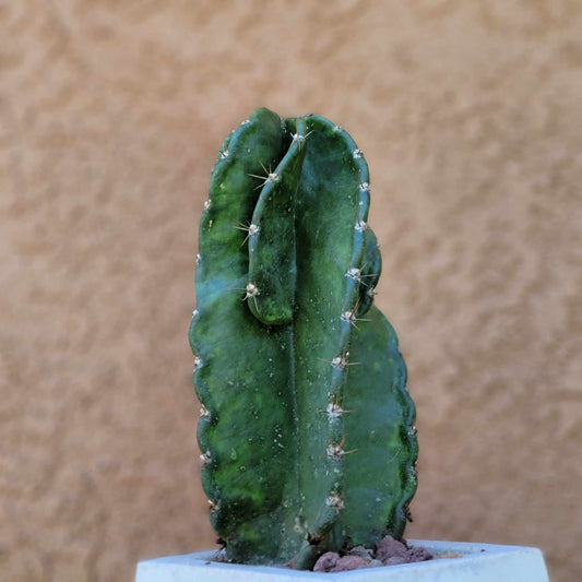 Cereus forbesii 'Spiralis' - Spiral Cactus