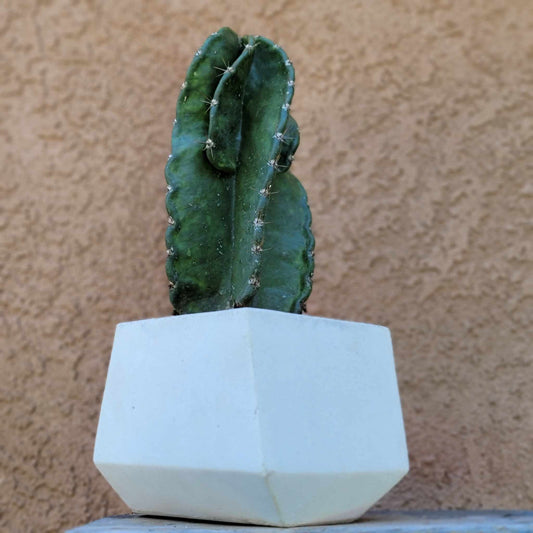 Geometric Cement Planter - Medium