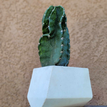 Geometric Cement Planter - Medium