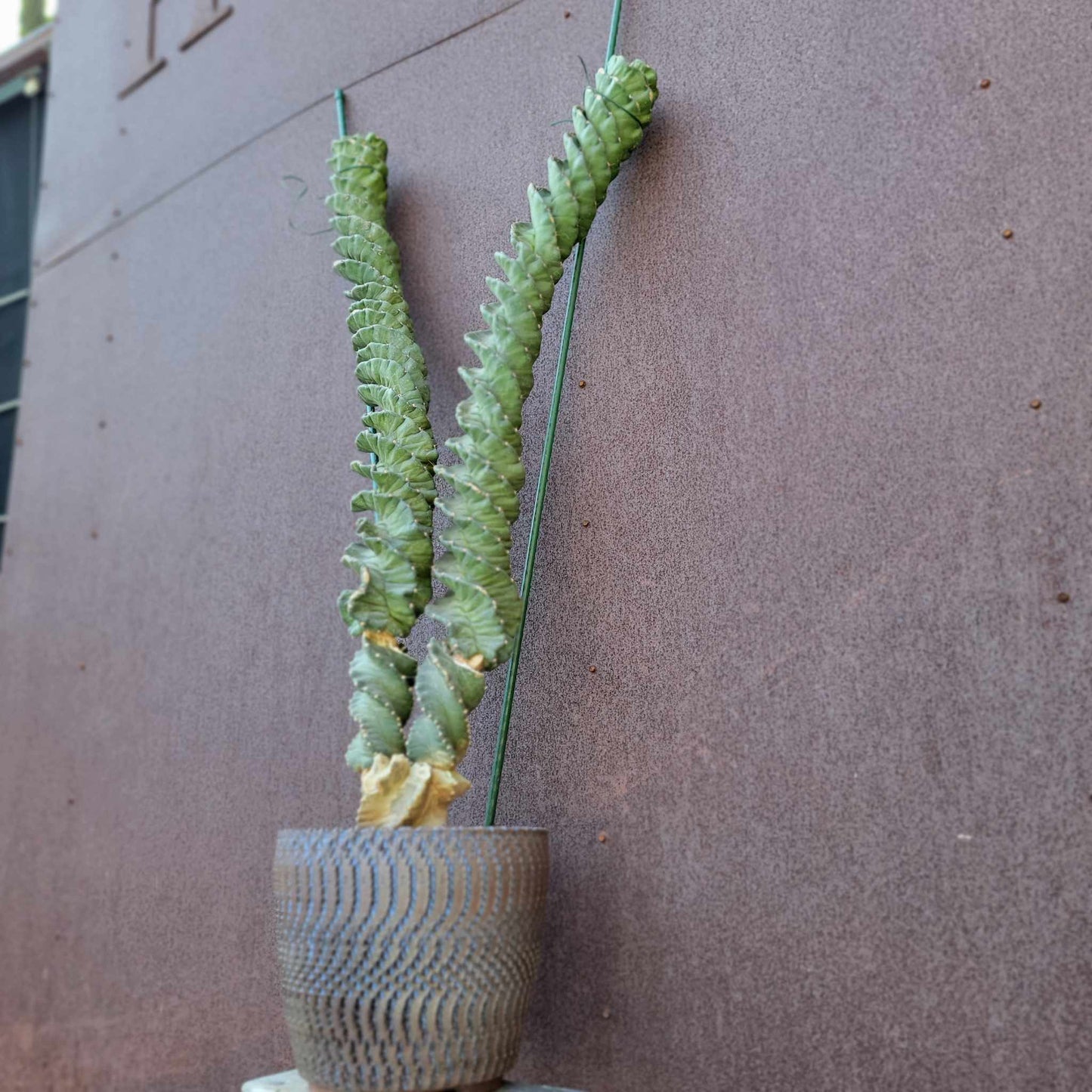 Cereus forbesii ‘Super Spiralis - Double Head - 3 Feet Tall!