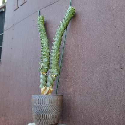 Cereus forbesii ‘Super Spiralis - Double Head - 3 Feet Tall!