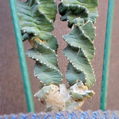 Cereus forbesii ‘Super Spiralis - Double Head - 3 Feet Tall!