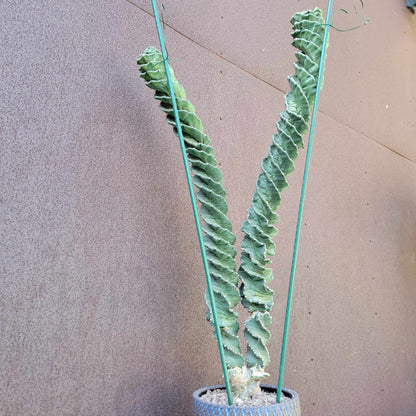 Cereus forbesii ‘Super Spiralis - Double Head - 3 Feet Tall!