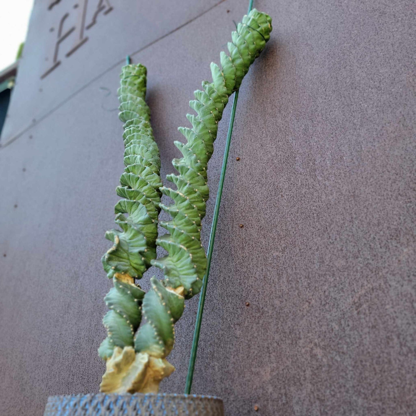 Cereus forbesii ‘Super Spiralis - Double Head - 3 Feet Tall!