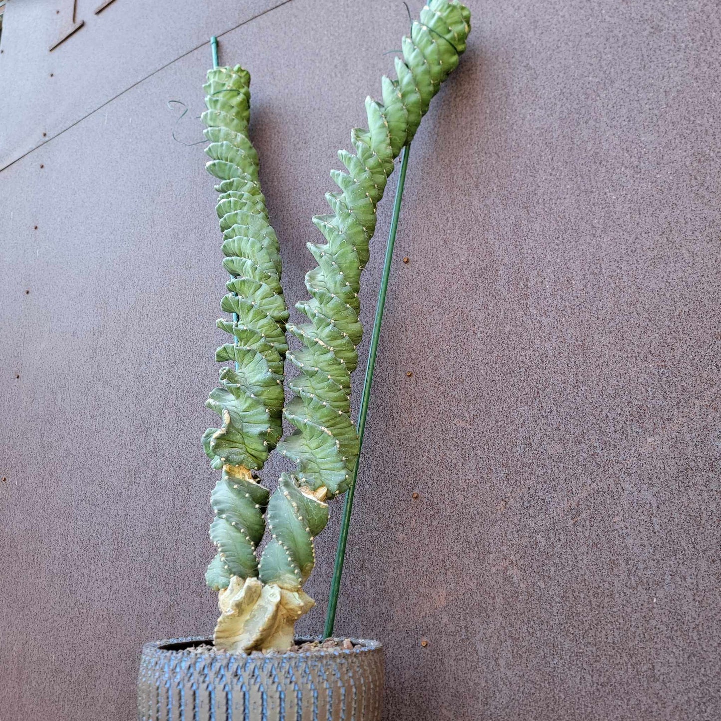 Cereus forbesii ‘Super Spiralis - Double Head - 3 Feet Tall!