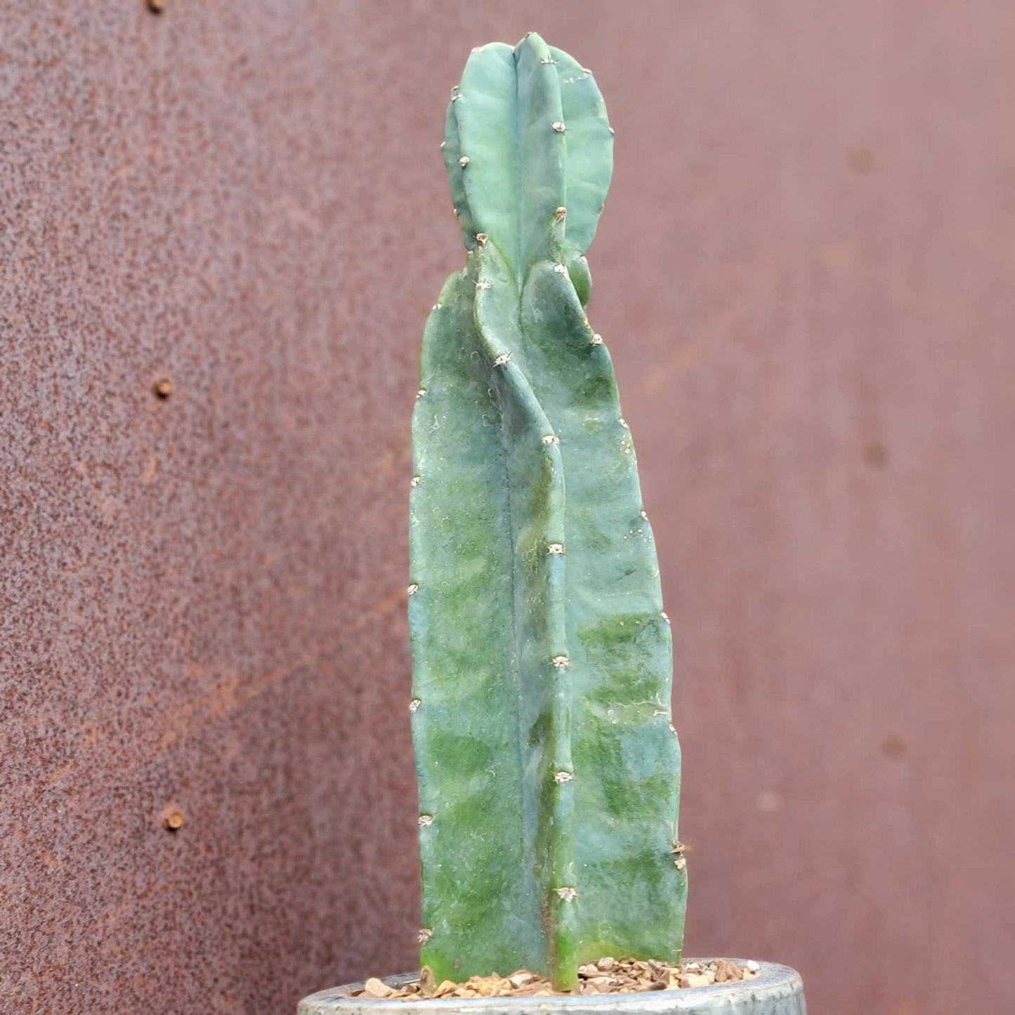 Cereus peruvianus - Peruvian Apple Cactus