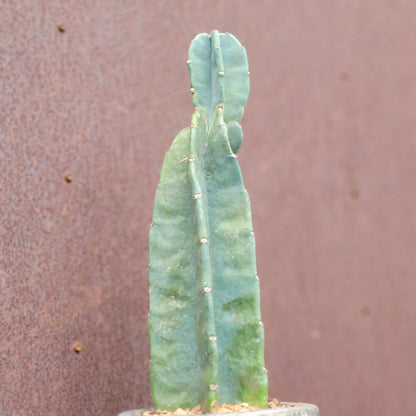 Cereus peruvianus - Peruvian Apple Cactus