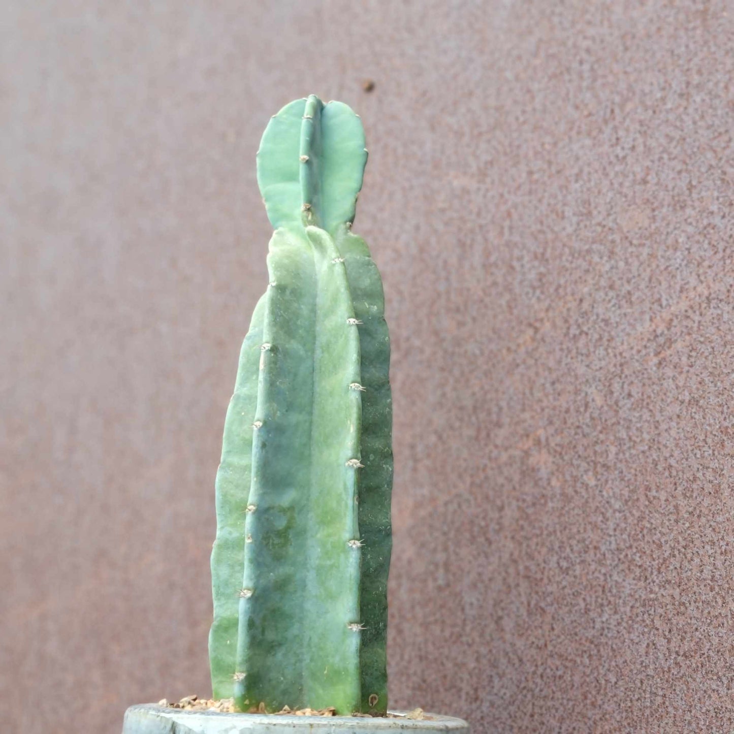 Cereus peruvianus - Peruvian Apple Cactus