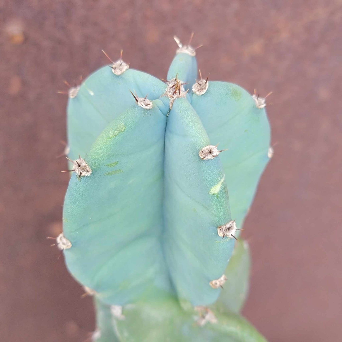 Cereus peruvianus - Peruvian Apple Cactus