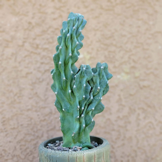 Cereus peruvianus var. monstrose - Peruvian Apple Cactus