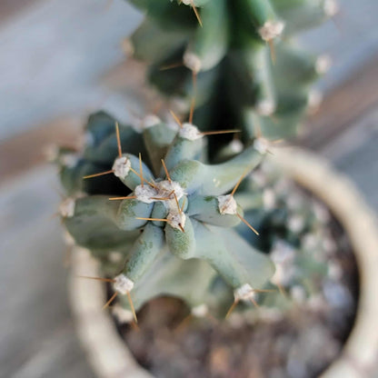Cereus peruvianus var. monstrose - Peruvian Apple Cactus
