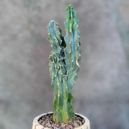 Cereus peruvianus var. monstrose - Peruvian Apple Cactus