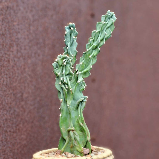 Cereus peruvianus var. monstrose - Peruvian Apple Cactus