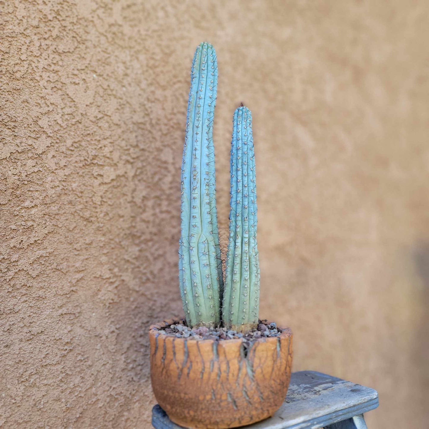 Cipocereus bradei - Double Head - Last One!