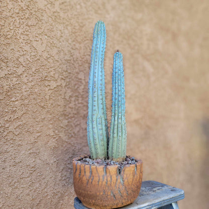 Cipocereus bradei - Double Head - Last One!