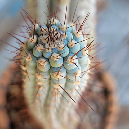 Cipocereus bradei - Double Head - Last One!