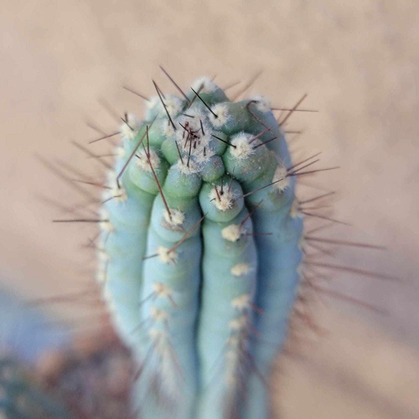 Cipocereus bradei - Double Head - Last One!