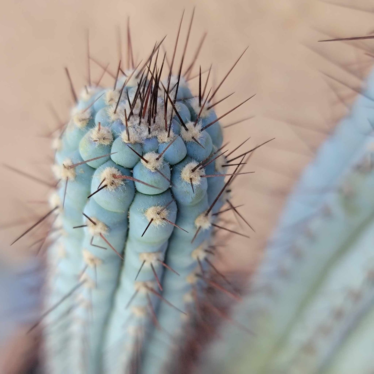 Cipocereus bradei - Double Head - Last One!