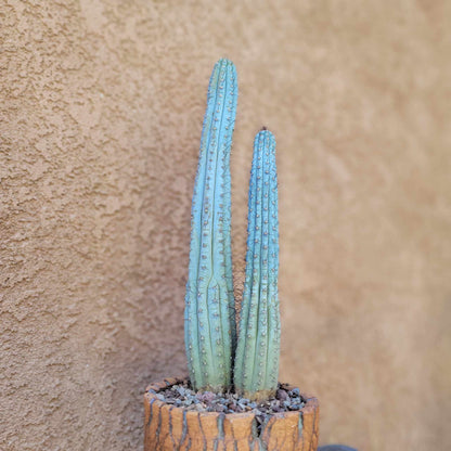 Cipocereus bradei - Double Head - Last One!