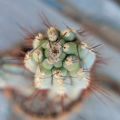 Cipocereus bradei - Double Head - Last One!