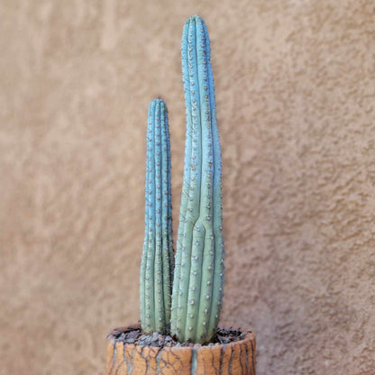 Cipocereus bradei - Double Head - Last One!