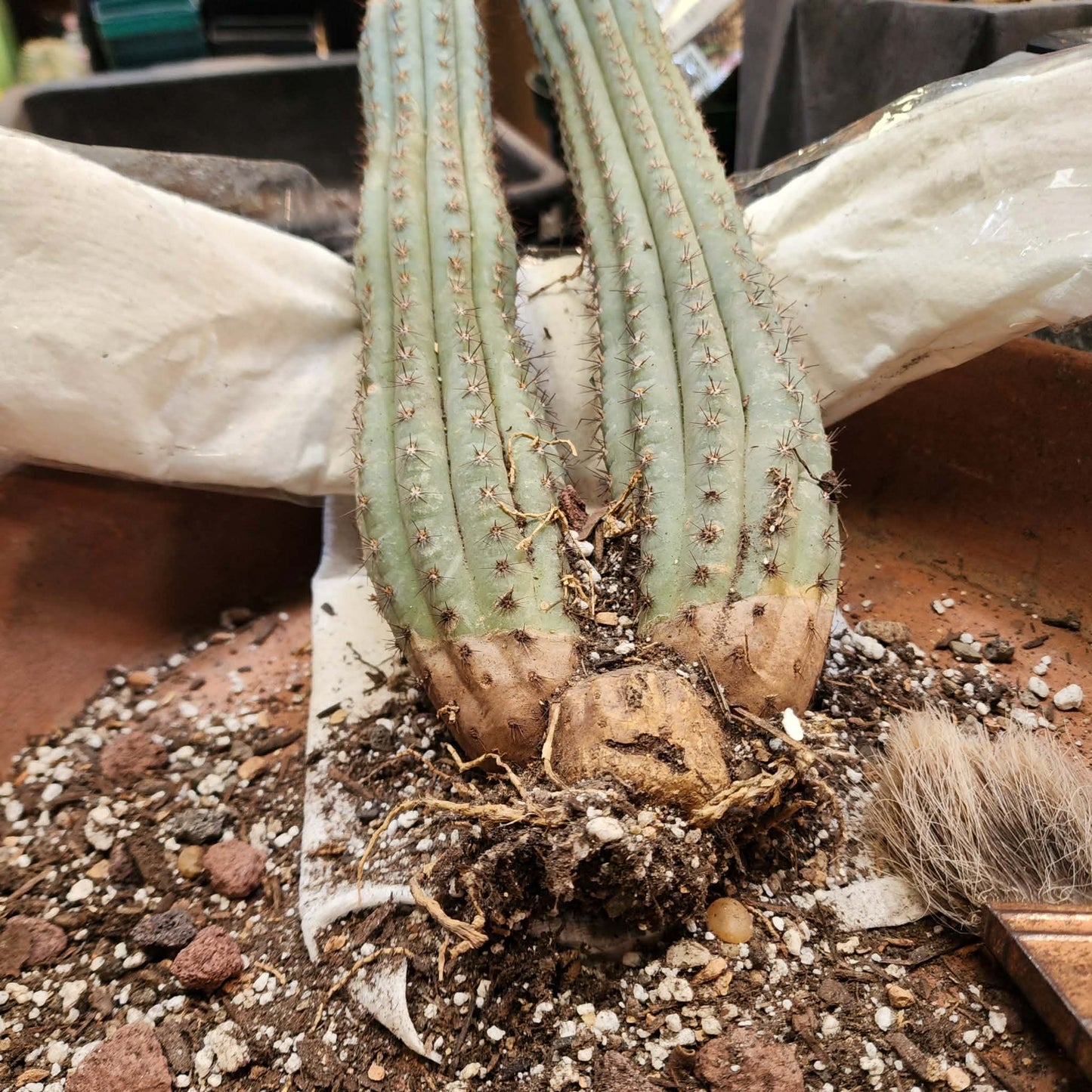 Cipocereus bradei - Double Head