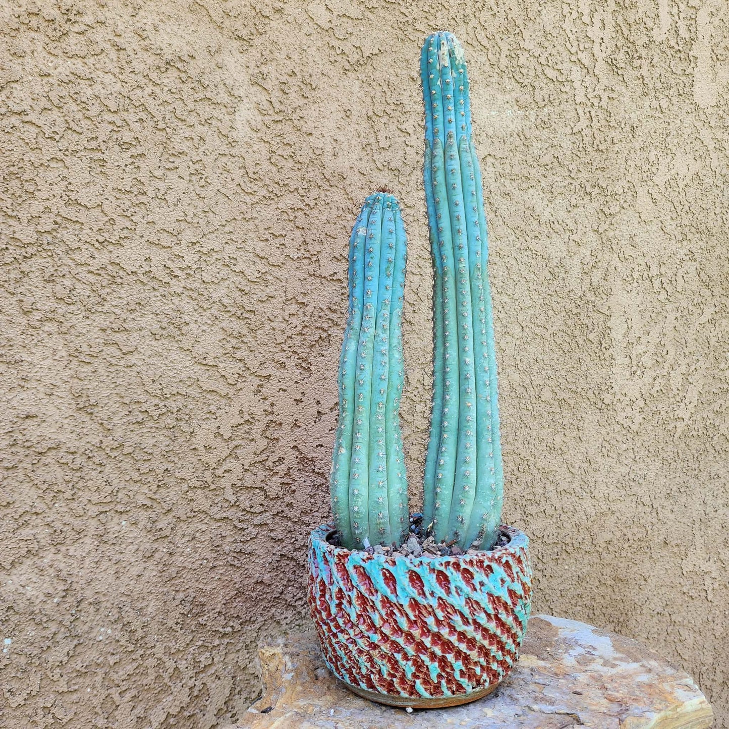 Cipocereus bradei - Double Head